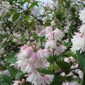 Deutzia scabra fleur (2)